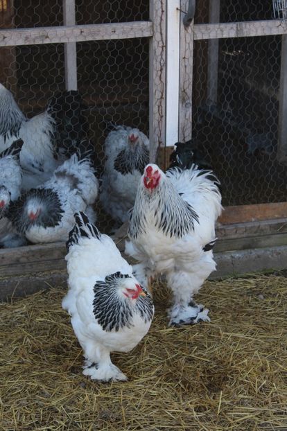  - a  brahma herminat deschis 2017