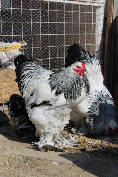  - a  brahma herminat deschis 2017