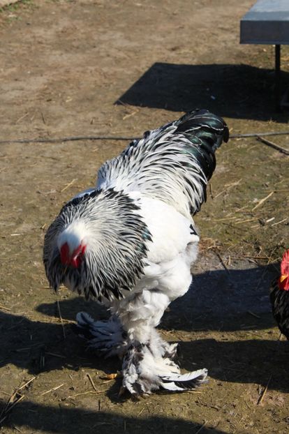  - a  brahma herminat deschis 2017