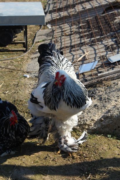  - a  brahma herminat deschis 2017