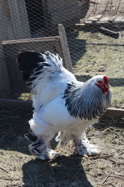  - a  brahma herminat deschis 2017