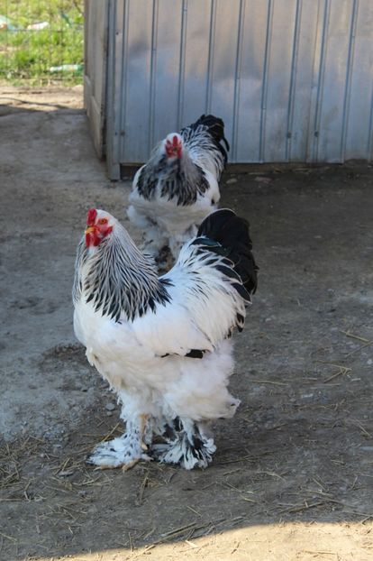  - a  brahma herminat deschis 2017