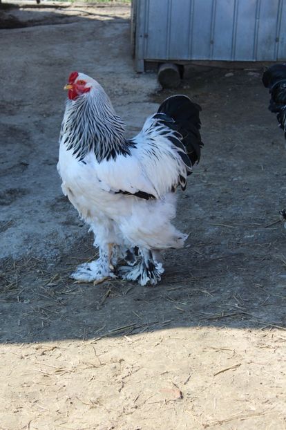  - a  brahma herminat deschis 2017