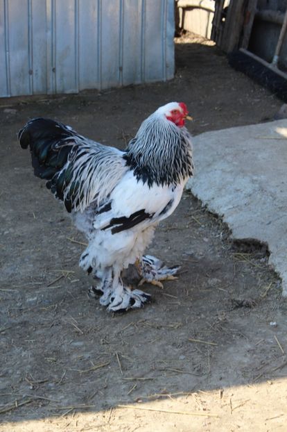  - a  brahma herminat deschis 2017