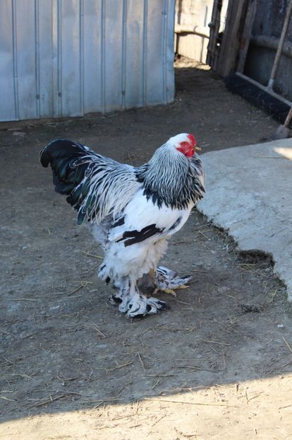  - a  brahma herminat deschis 2017