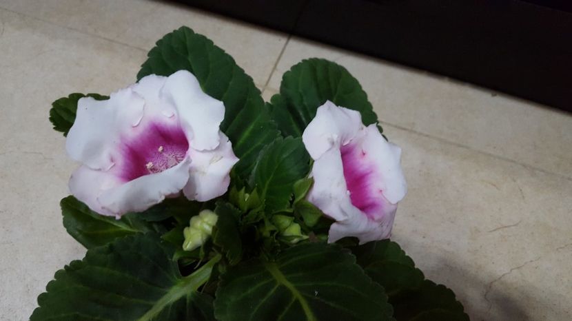  - Gloxinia