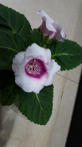 - Gloxinia