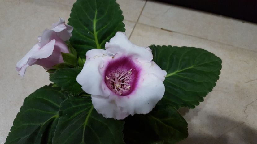  - Gloxinia