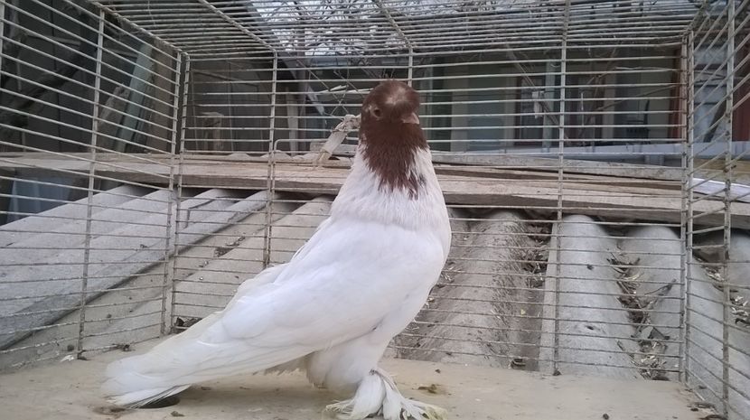  - jucatori de botosani