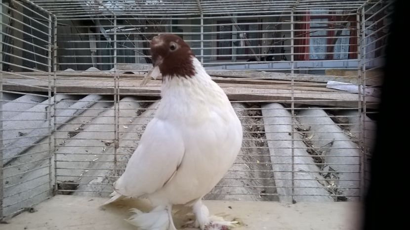  - jucatori de botosani