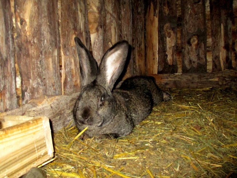 La 11 luni - Mascul gri fier -Wolf