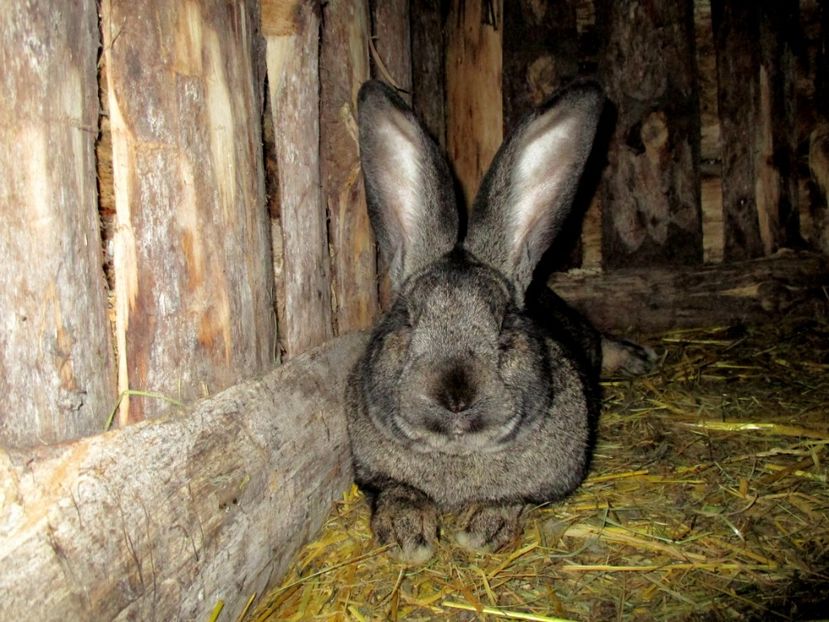 La 11 luni - Mascul gri fier -Wolf