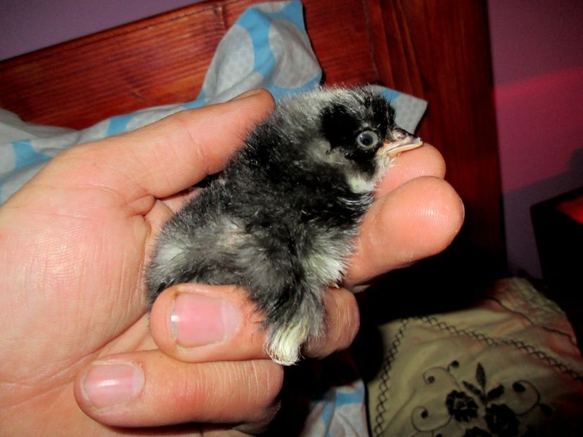  - 4 Alte animale din gospodarie