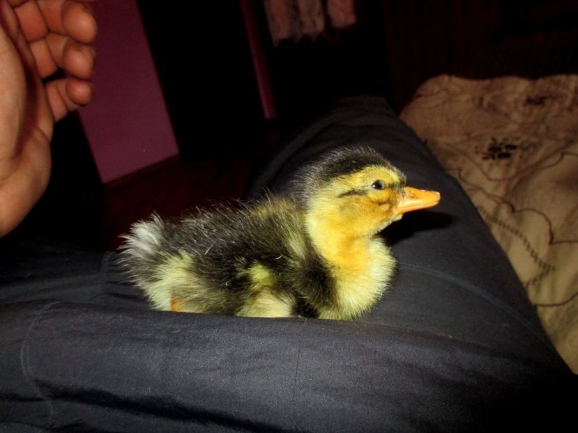  - 4 Alte animale din gospodarie