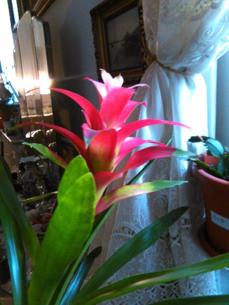  - Bromelia Guzmania 2017