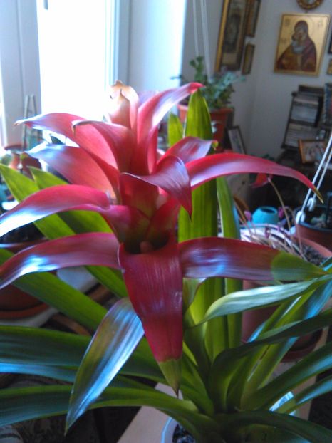  - Bromelia Guzmania 2017