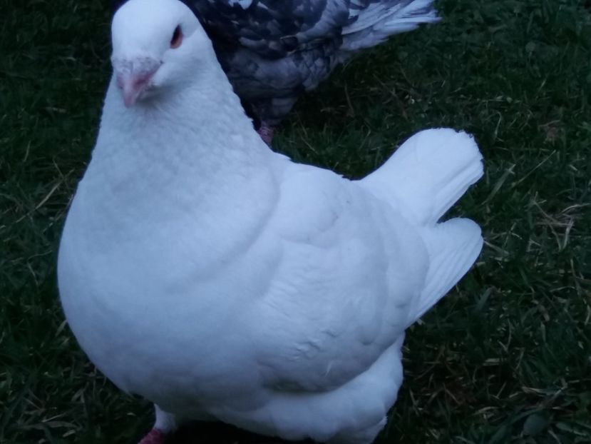 M-2016 - 2-AMERICAN GIANT HOMER