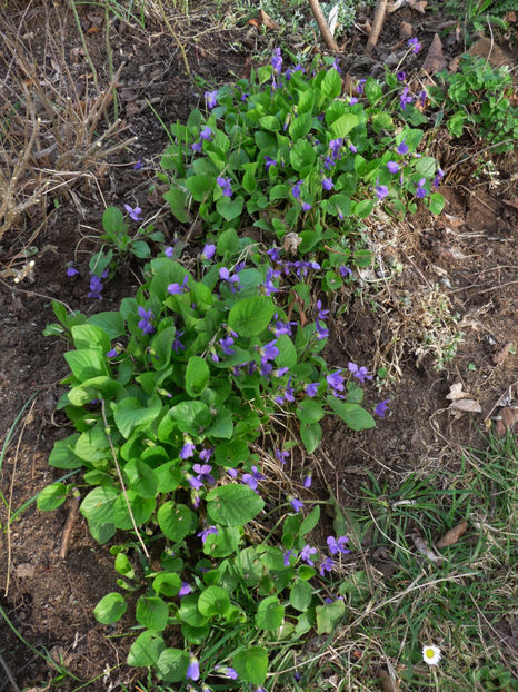 P2050916 - 2017 - 01 - Primavara