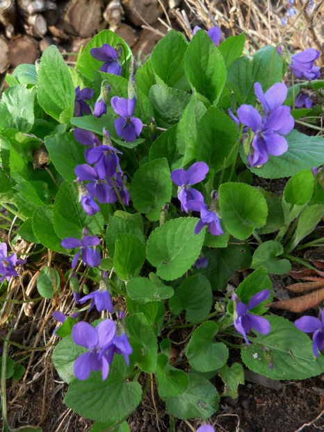 P2050919 - 2017 - 01 - Primavara