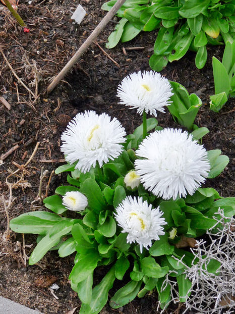 P2050884 - 2017 - 01 - Primavara