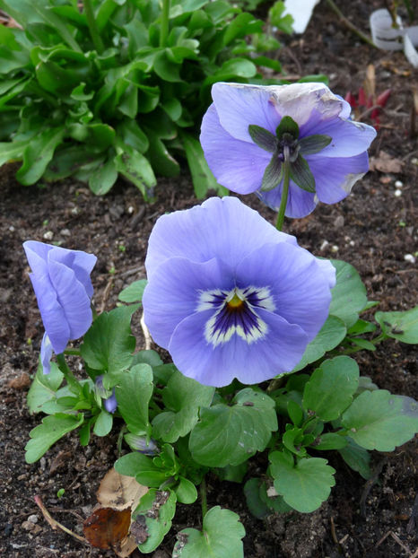 P2050886 - 2017 - 01 - Primavara