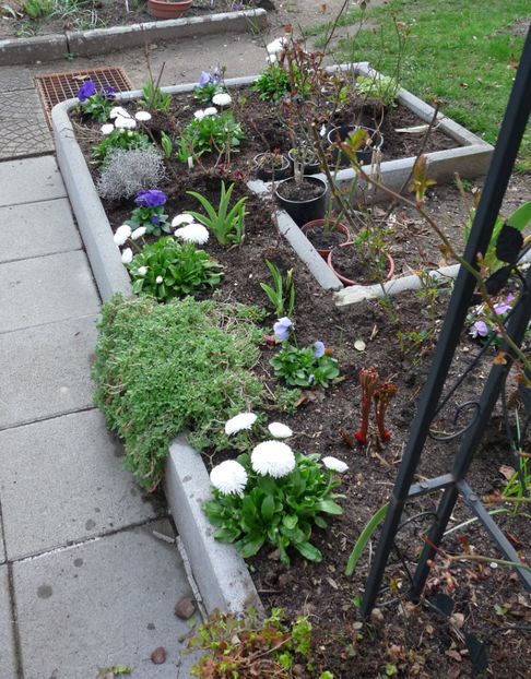 P2050893 - 2017 - 01 - Primavara