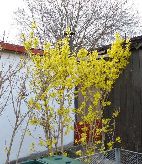 P2050941 - 2017 - 01 - Primavara