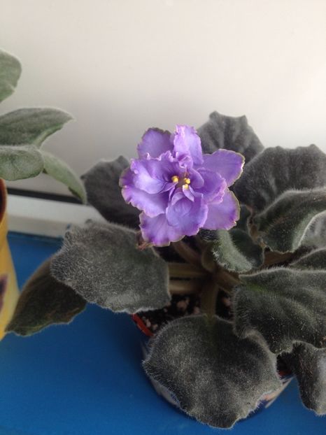 image - violete