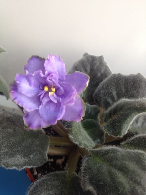 Blue Dragon - Blue Dragon