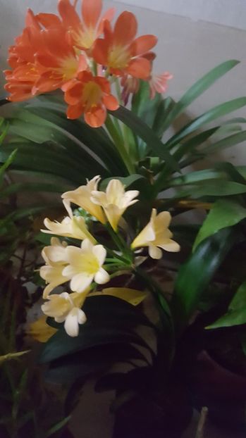  - Clivia miniata