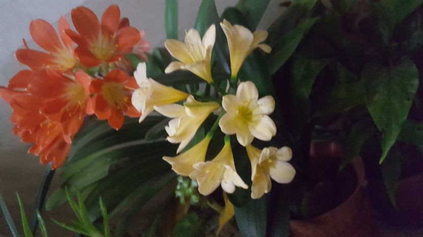  - Clivia miniata
