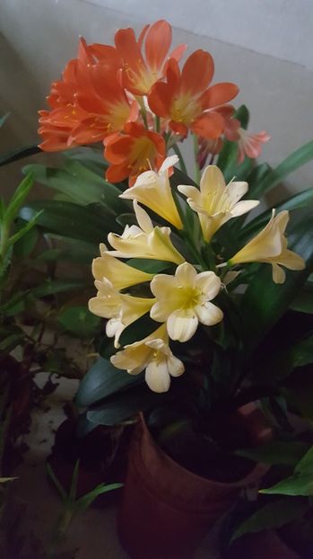  - Clivia miniata