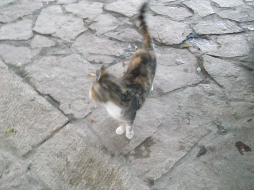 pisicute blande - a treia zi de pelerinaj