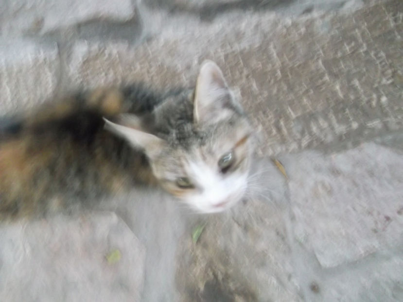 tara sfanta 516 - a treia zi de pelerinaj