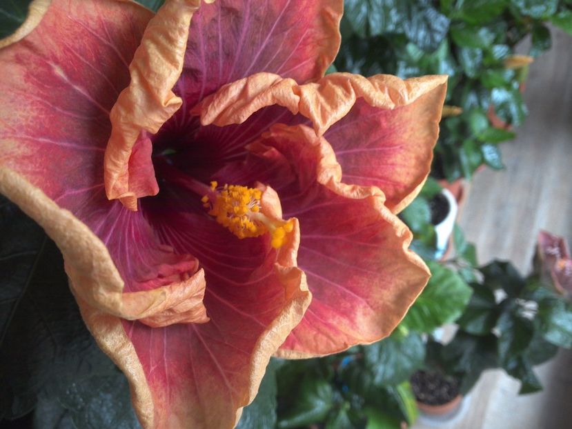 WIN_20170324_084748 - Jolanda Gommer