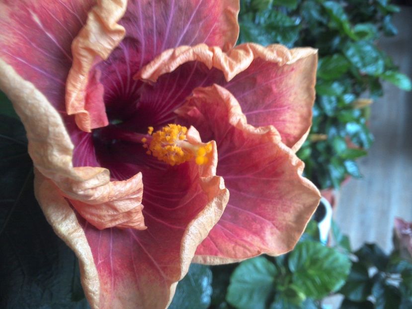 WIN_20170324_084819 - Jolanda Gommer