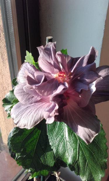  - hibi tiffany stone pierdut