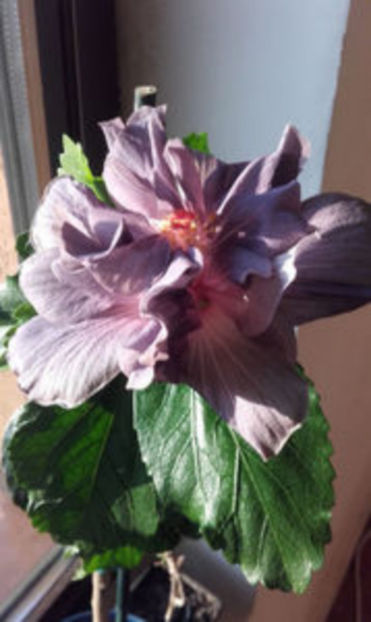 tiffany stone - hibii 2017