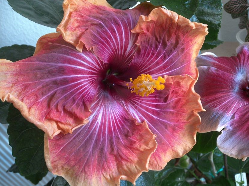 WIN_20170324_095350 - Jolanda Gommer