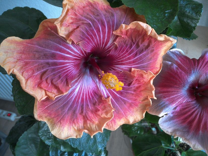 WIN_20170324_095357 - Jolanda Gommer