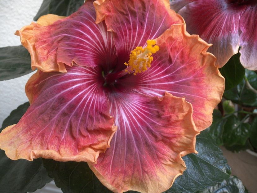 WIN_20170324_095408 - Jolanda Gommer