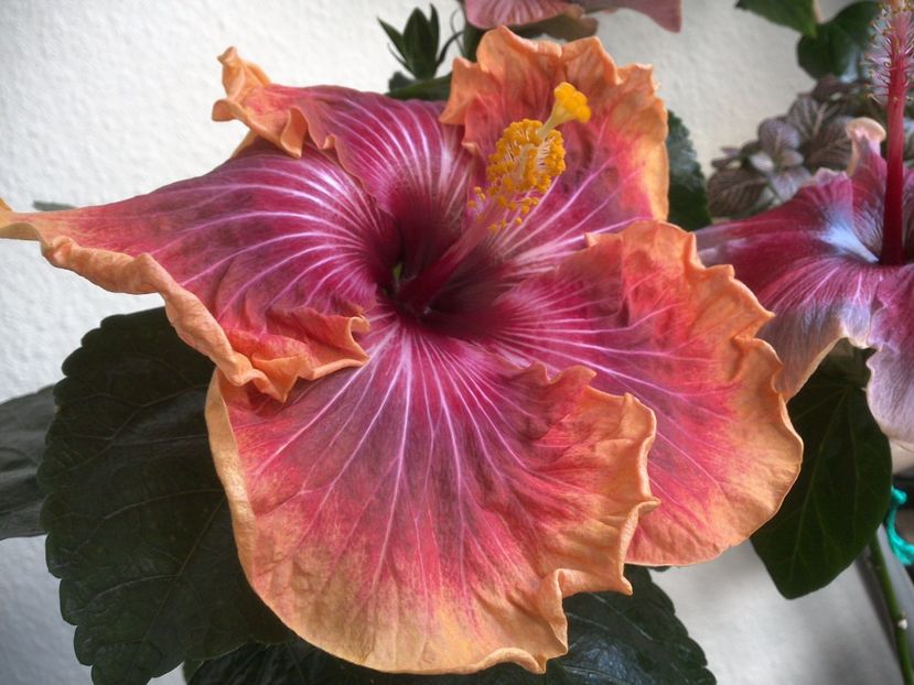 WIN_20170324_095423 - Jolanda Gommer