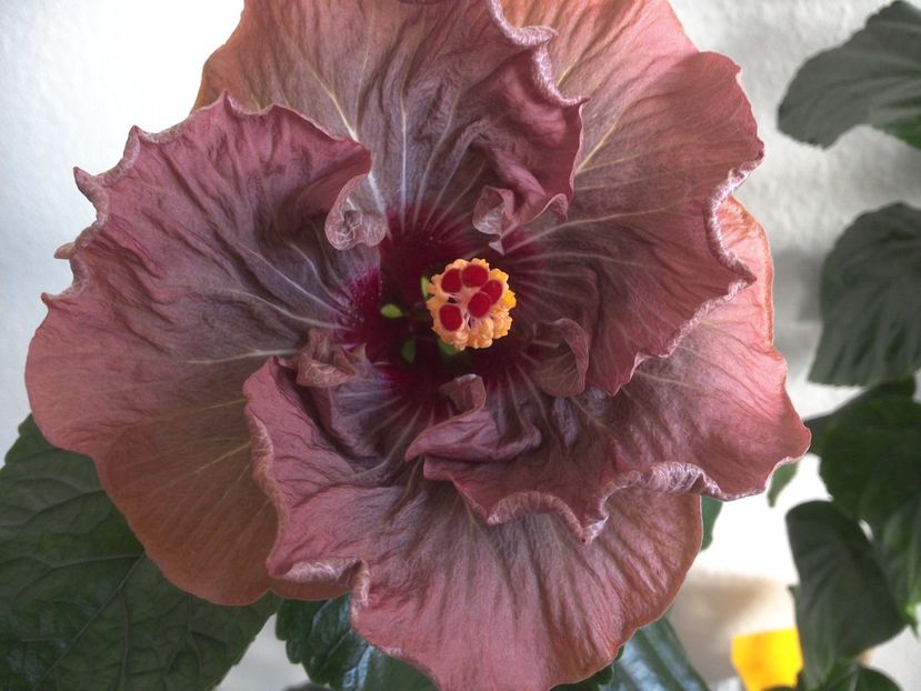 WIN_20170324_094514 - 0Hibiscus in colectie infloriti
