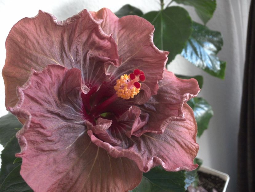 Nightmare - 0Hibiscus in colectie infloriti