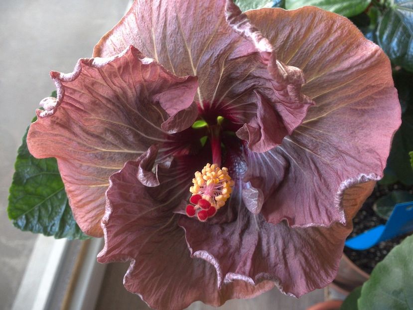 Nightmare - 0Hibiscus in colectie infloriti