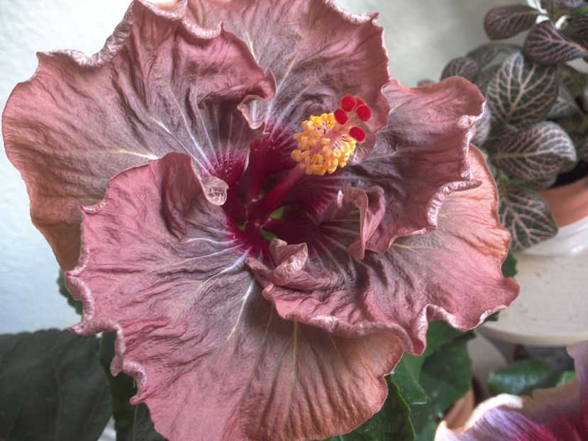 WIN_20170324_100208 - 02Hibiscus