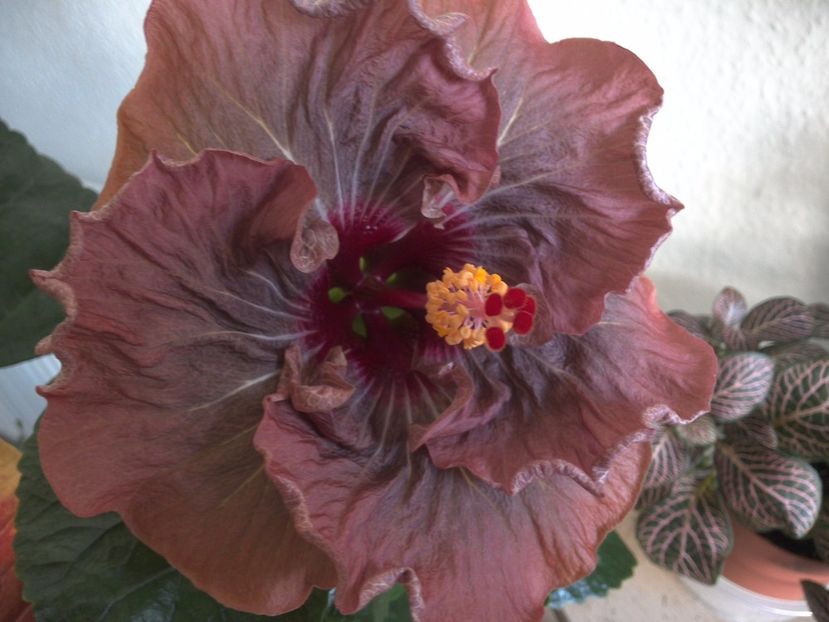 WIN_20170324_100324 - 02Hibiscus