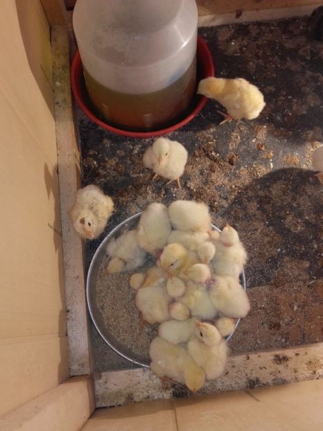  - Pui si boboci 2017