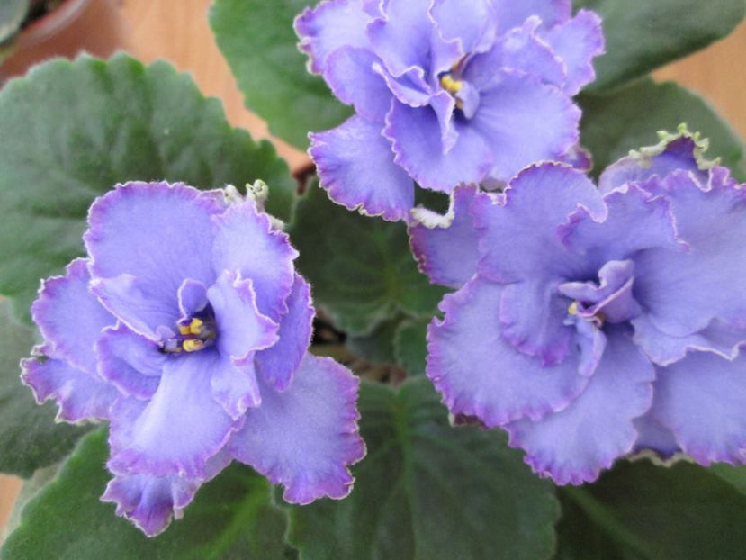 Blue Dragon - Blue Dragon