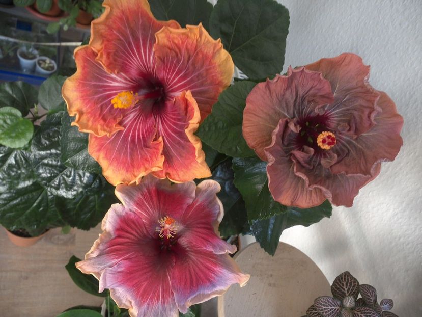 WIN_20170324_095144 - 02Hibiscus